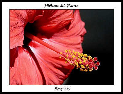 Hibiscus del Puerto