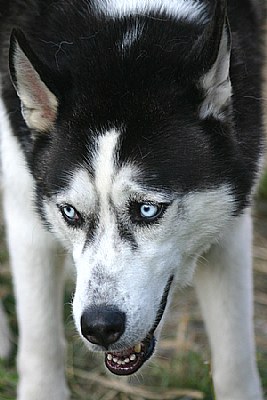 Siberian Husky