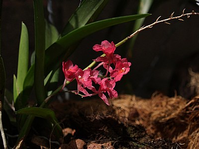 Para Alicia Popp (Micro Orquideas Flor Nacional)