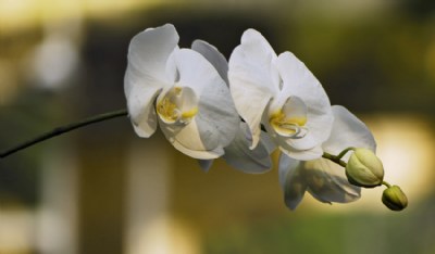 Small Blooming Orchids