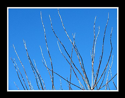 Winter Treetop Branches & Sky