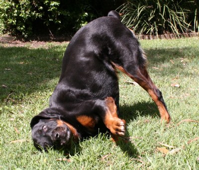 Nikita takes a dive