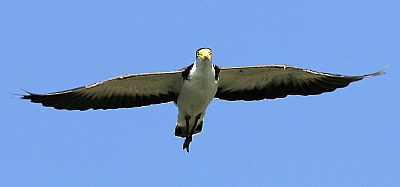 Masked Lapwing - A plover to most Aussies resubmit