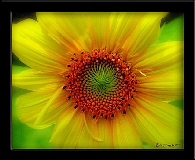 "The Sunflower"