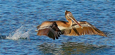 Brown Pelican Takeoff