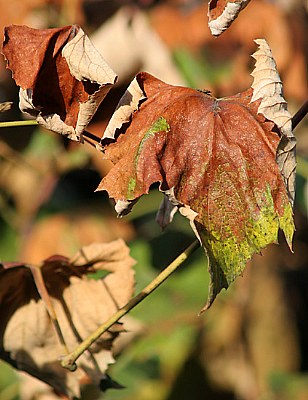 fall colors