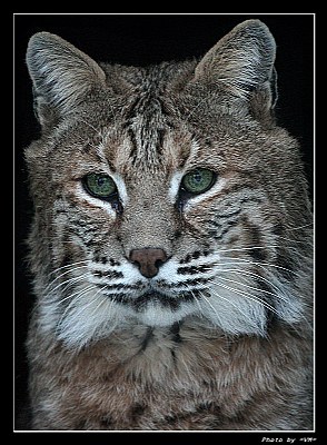  	Lynx /portrait/