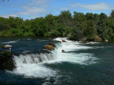 Mid-day at Brooks Falls