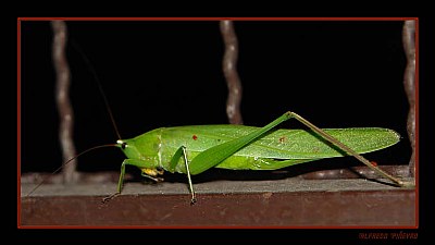 Verde Langosta