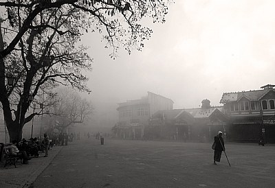 darjeeling fog