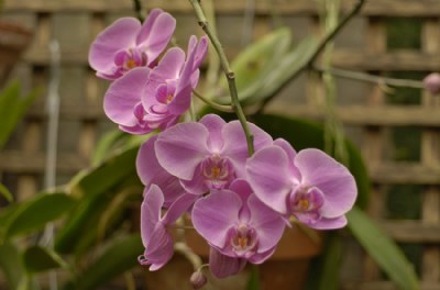 Orchid vine