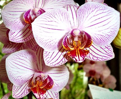 Orchid