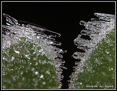 Frost III