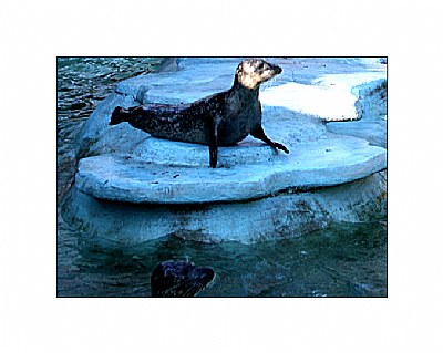 Seal