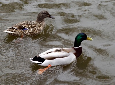 MR. & MRS. MALLARD