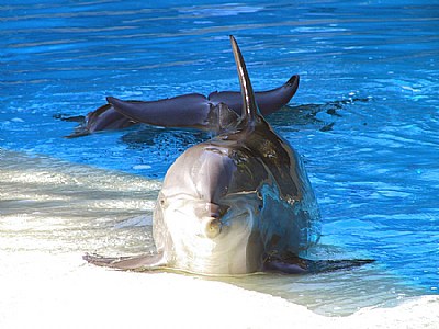 Dolphin