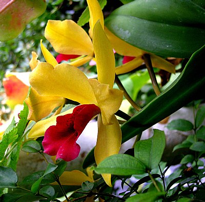 orquidea