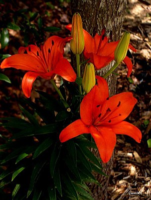 Red Flowers