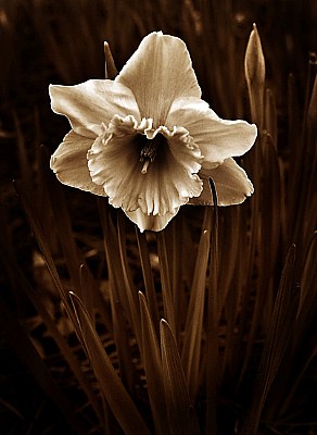 Daffodil