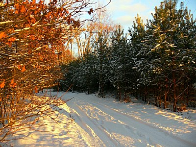 Winter in the forest...II