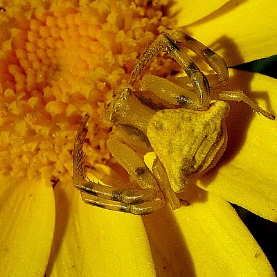 Yellow spider 2