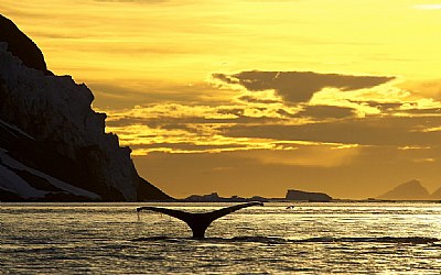 Humpback Tail