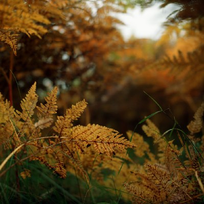 an autumn fernscape