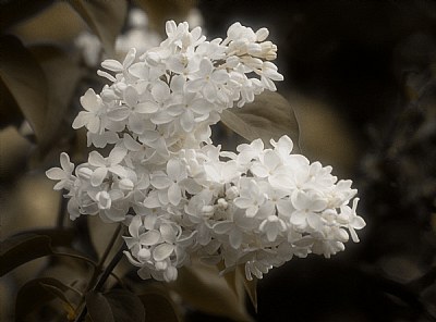 White Lilacs 2