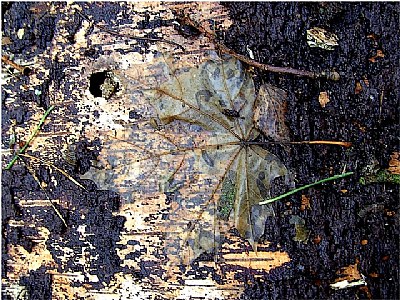 the dead winter leaf