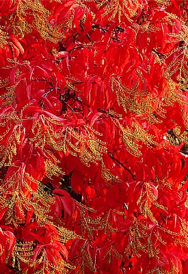 Sourwood Tree detail