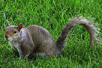 Squirrel