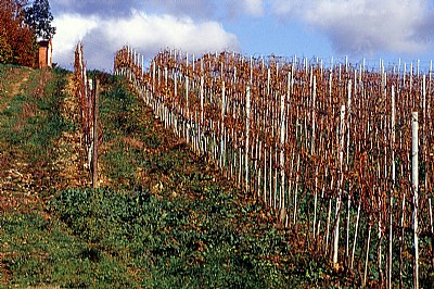 la cappellina nel bosco #1