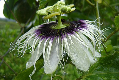 fleur de la passion