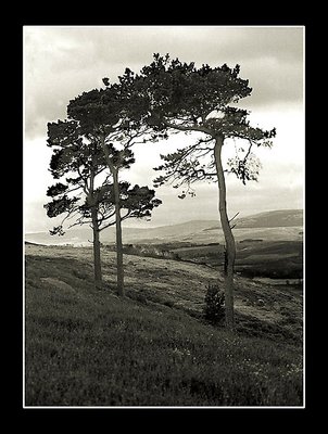 Northumberland Trees