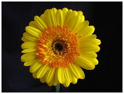 Gerbera