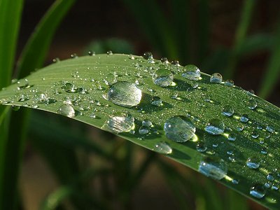 Water Pearls