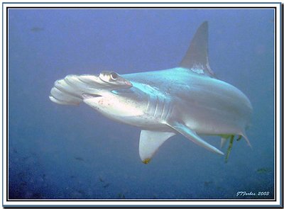 Hammerhead of the Galapagos.