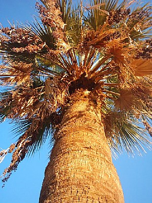 The Palm Tree