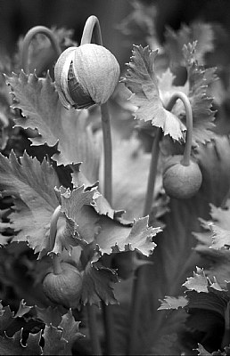 Poppy Buds