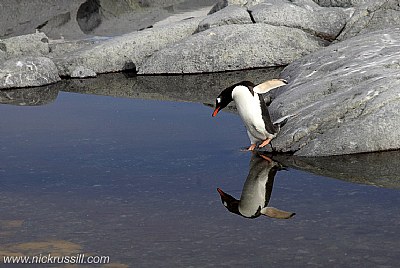 Reflective Penguin