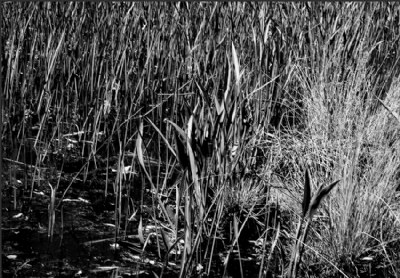* grasses & reeds *