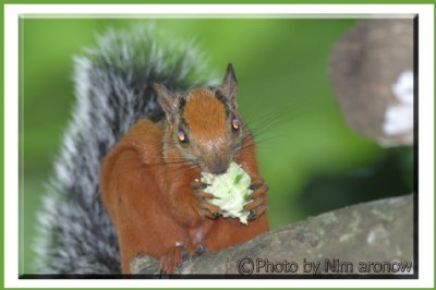 I LOVE NUTS!!!