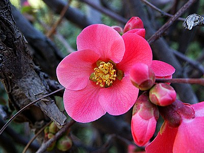 Apple flower