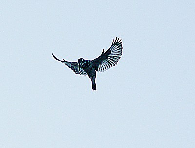 Hovering Kingfisher