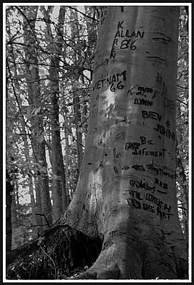 Tree Carvings