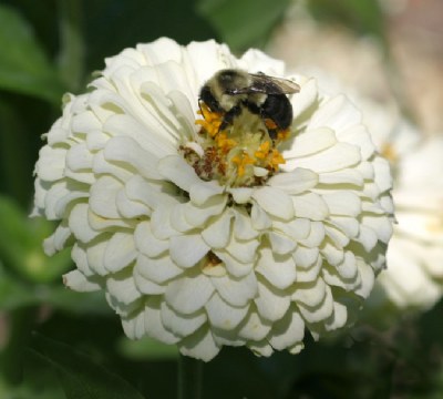 BEE ON PEONY