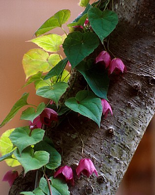 Bell Flowers