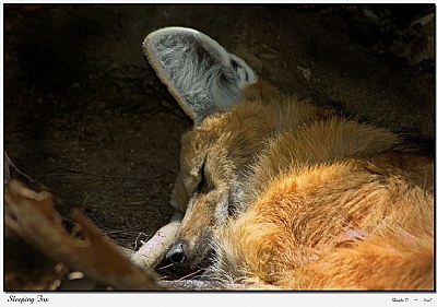 Sleeping Fox