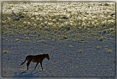 Desert horse...