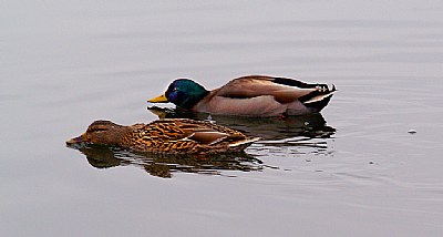 Ducks in still water